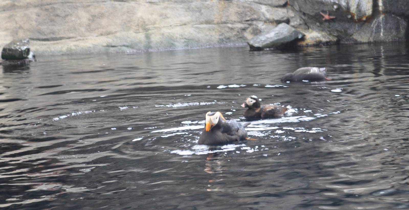 Tufted Puffin and Long-tailed Duck