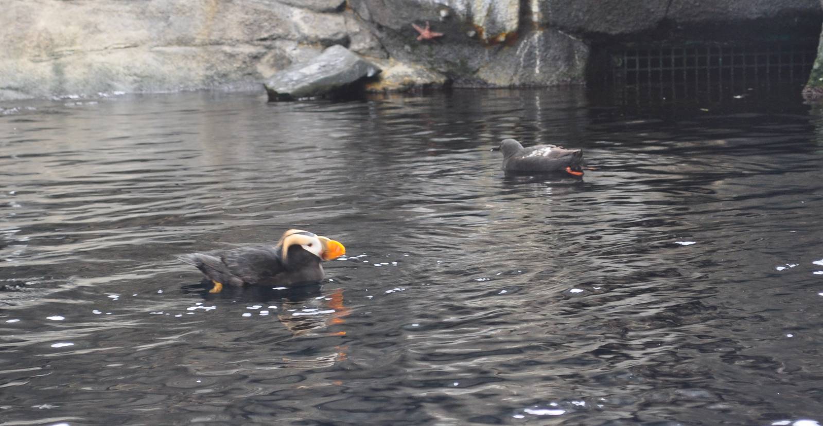 Tufted Puffin and Pigeon Guillemot