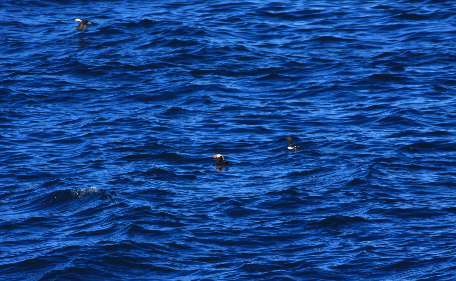 Tufted Puffin and Thick-billed Murrie off Kenai Fjords NP - Alaska