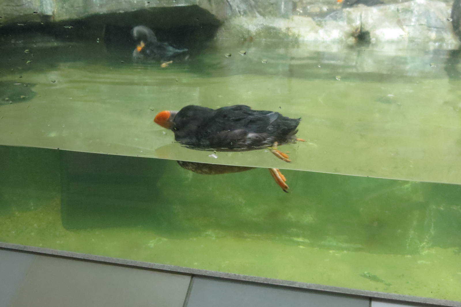 Tufted Puffin - Aquatic Birds House 031215