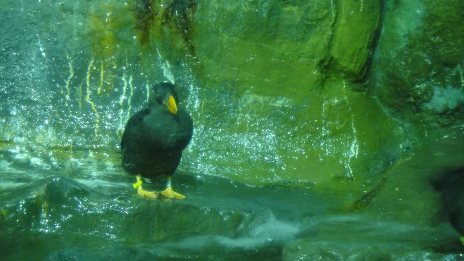 Tufted puffin at Bronx zoo 2014-12-29
