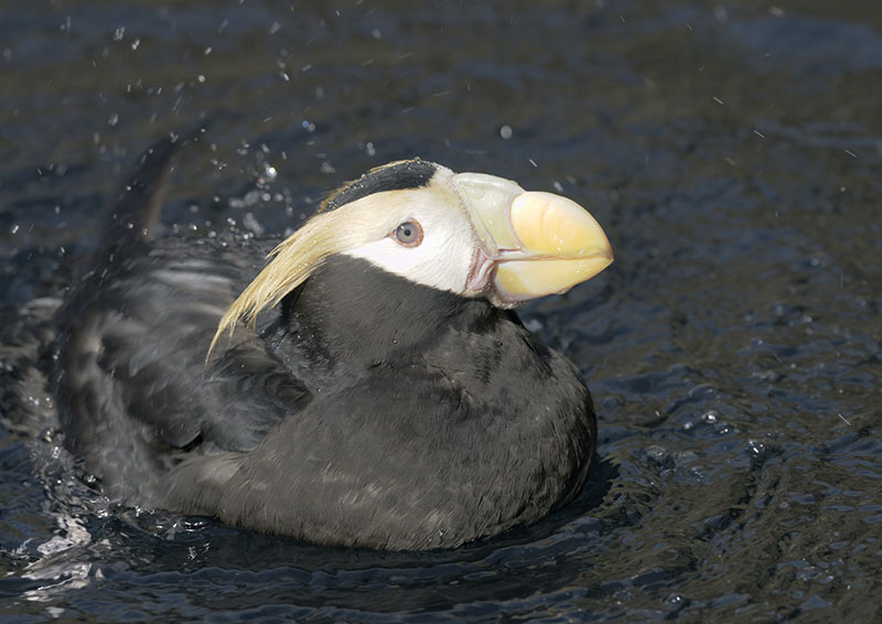 Tufted puffin bathing
