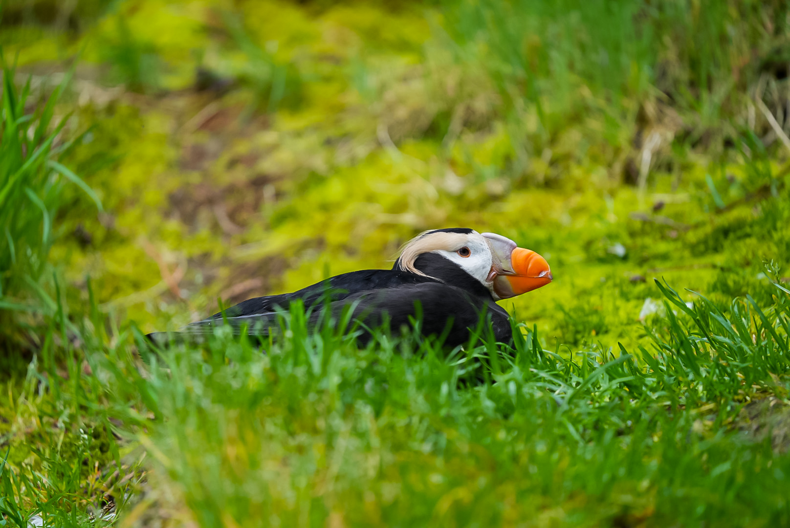 Tufted Puffin (breeding plumage)