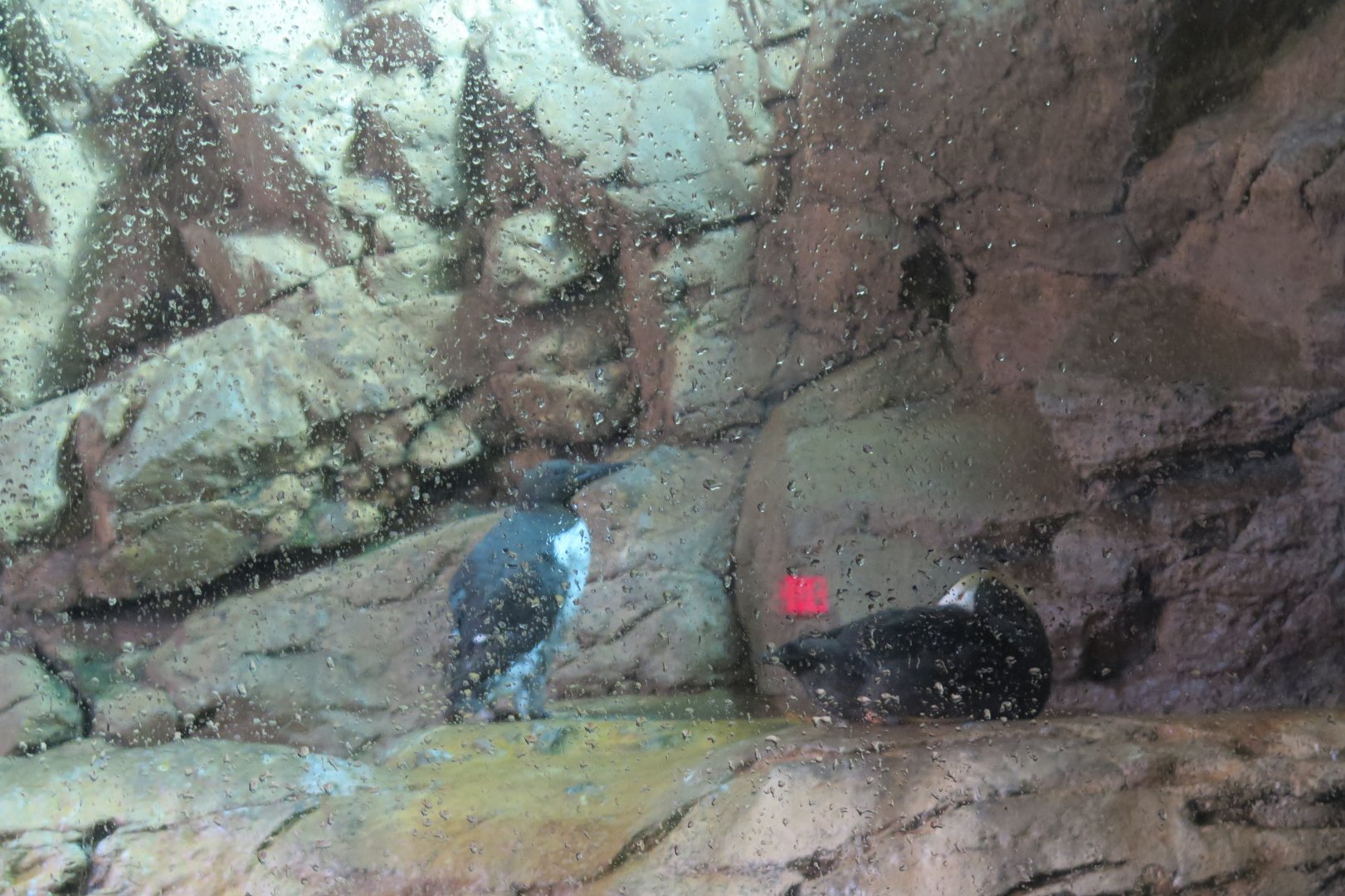 Tufted Puffin, Common Murre(8/26/24)