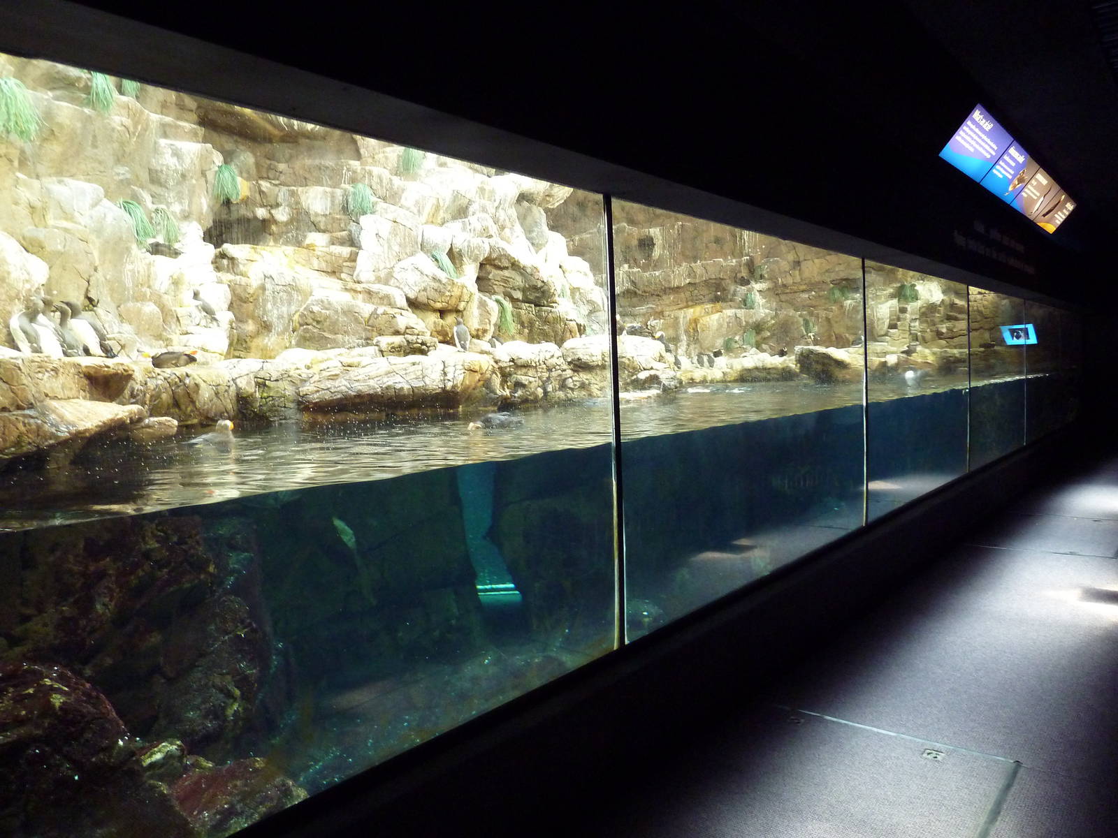 Tufted Puffin/Common Murre/Rhinoceros Auklet Exhibit