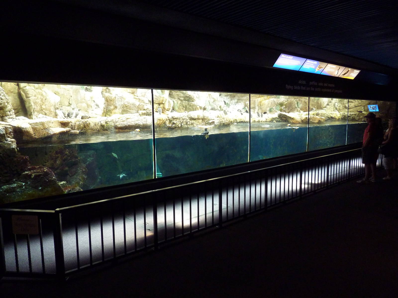 Tufted Puffin/Common Murre/Rhinoceros Auklet Exhibit