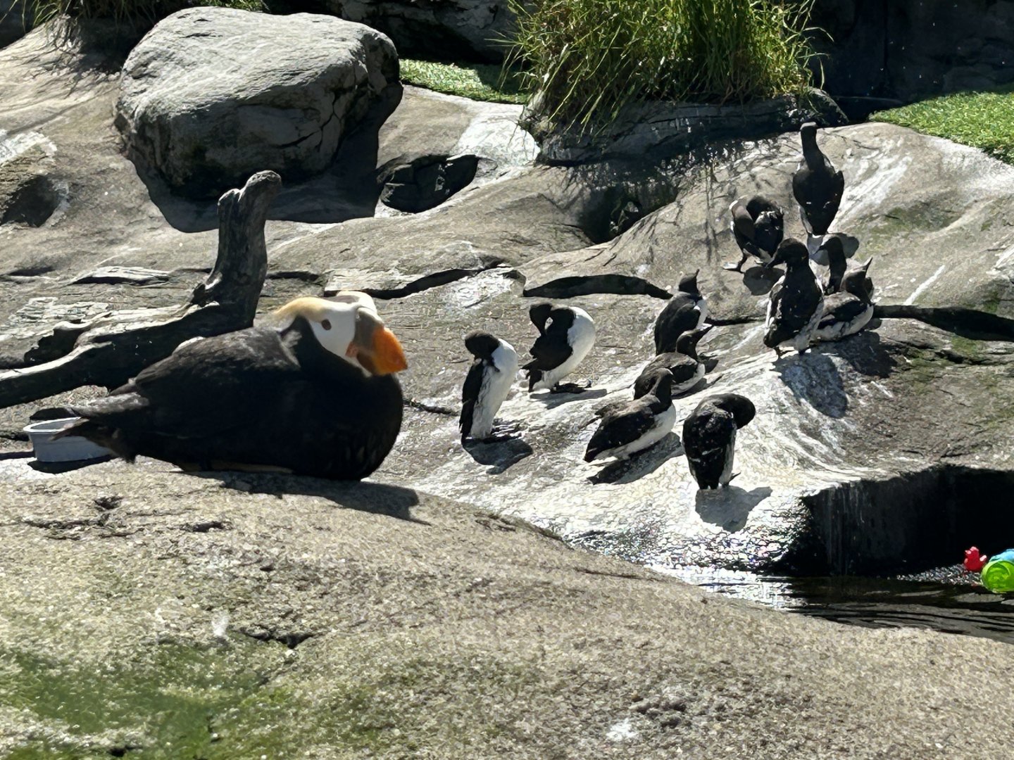 Tufted Puffin & Common Murres