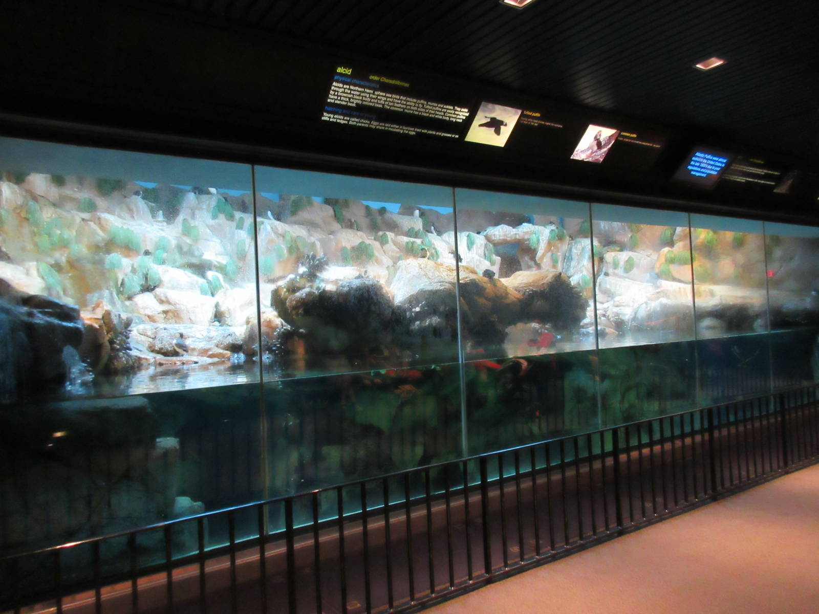 Tufted Puffin/Common Puffin/Common Murre Exhibit