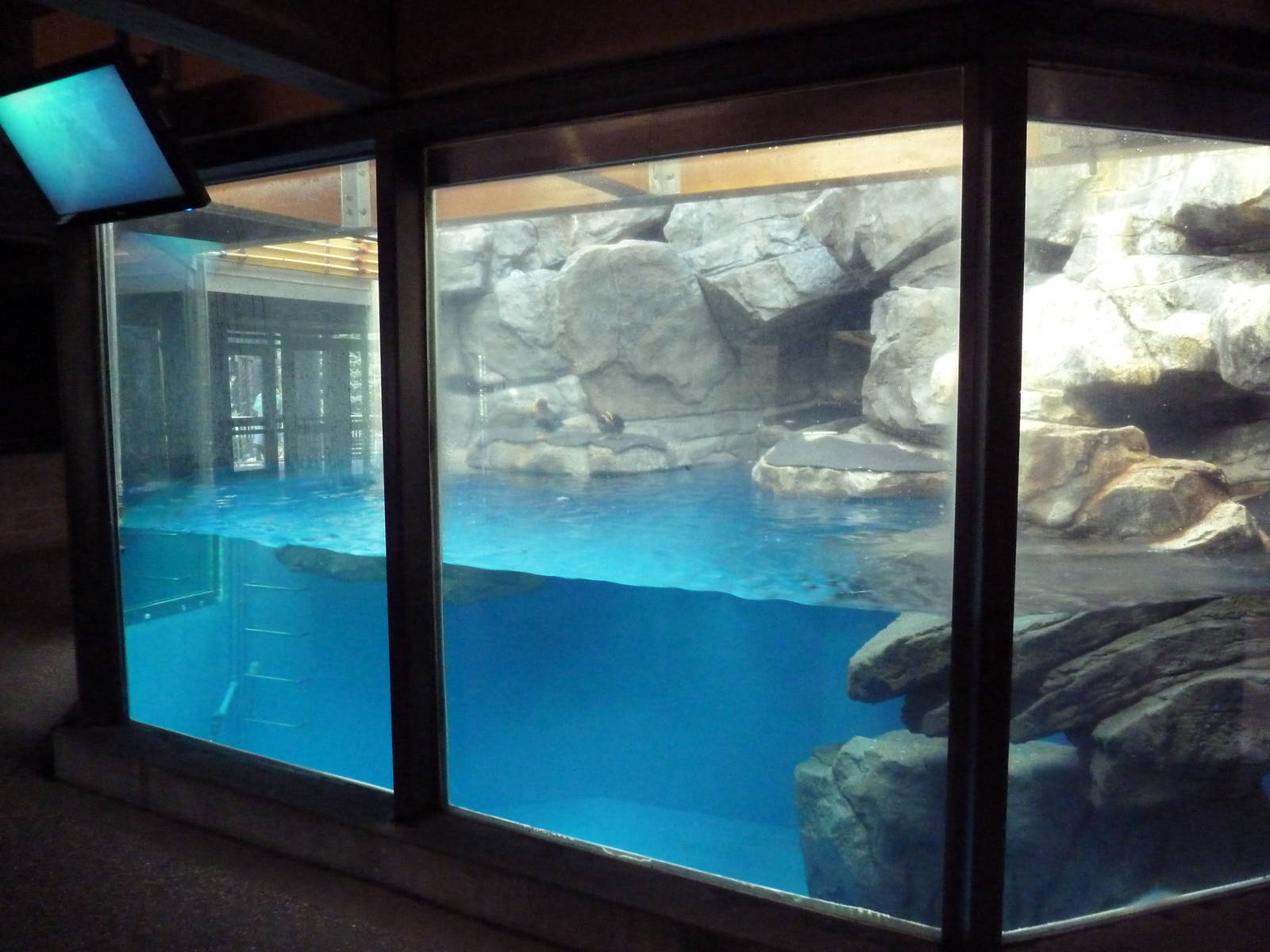 Tufted Puffin Exhibit