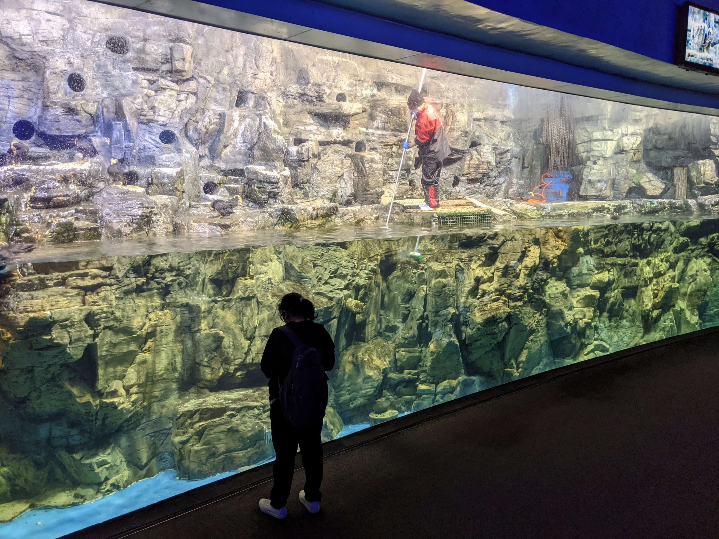 Tufted Puffin exhibit