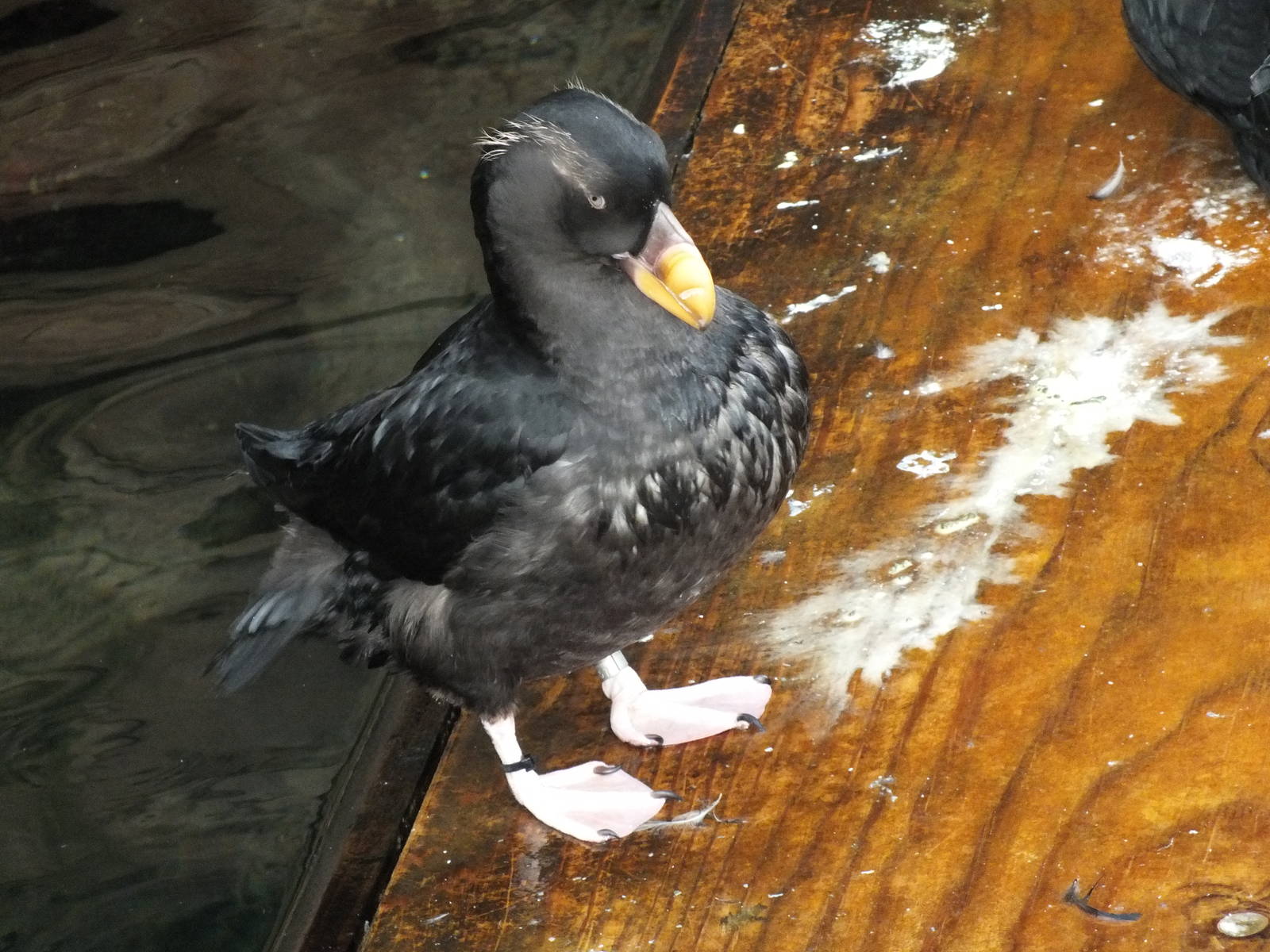 Tufted puffin (Fratercula cirrhata) at Living Coasts - January 30th 2013