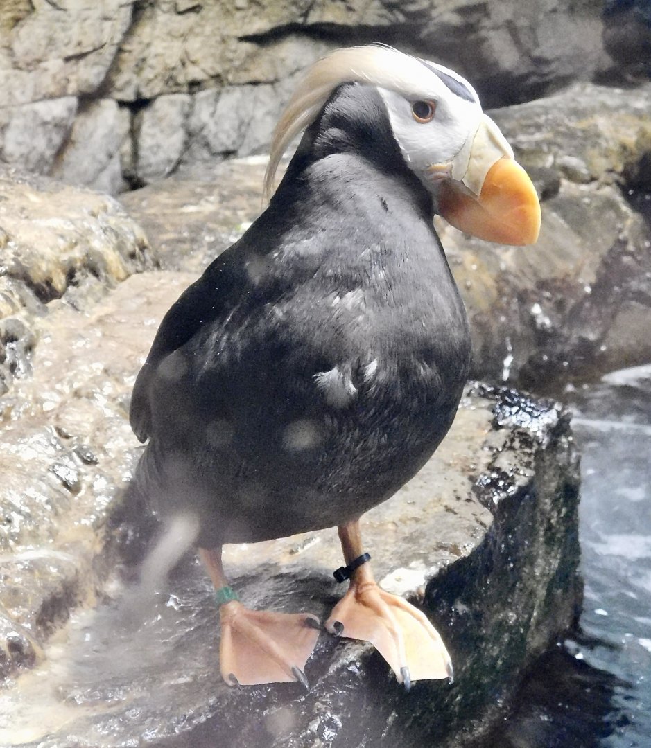 Tufted Puffin (Fratercula cirrhata) November 8, 2025
