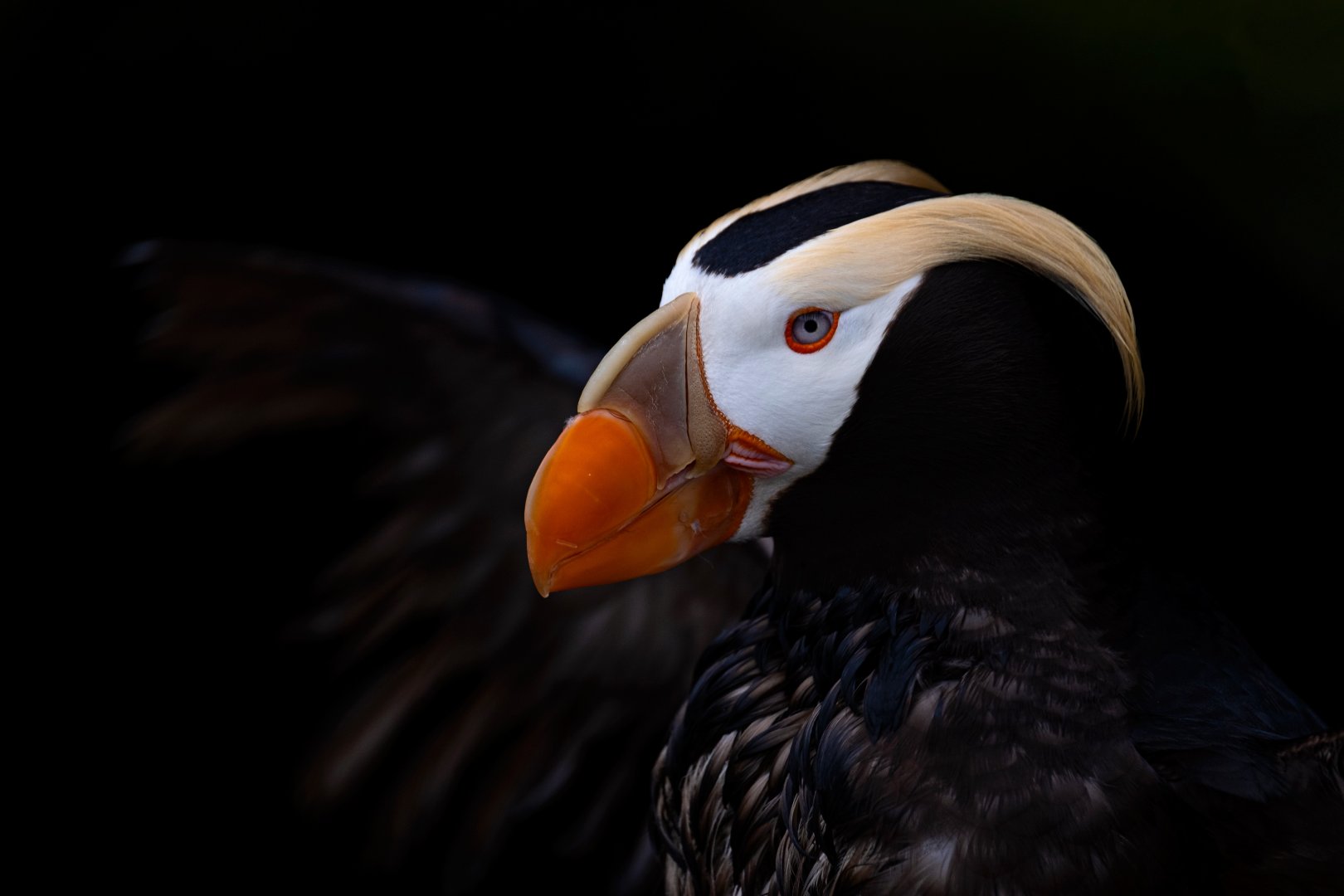 Tufted puffin (Fratercula cirrhata)