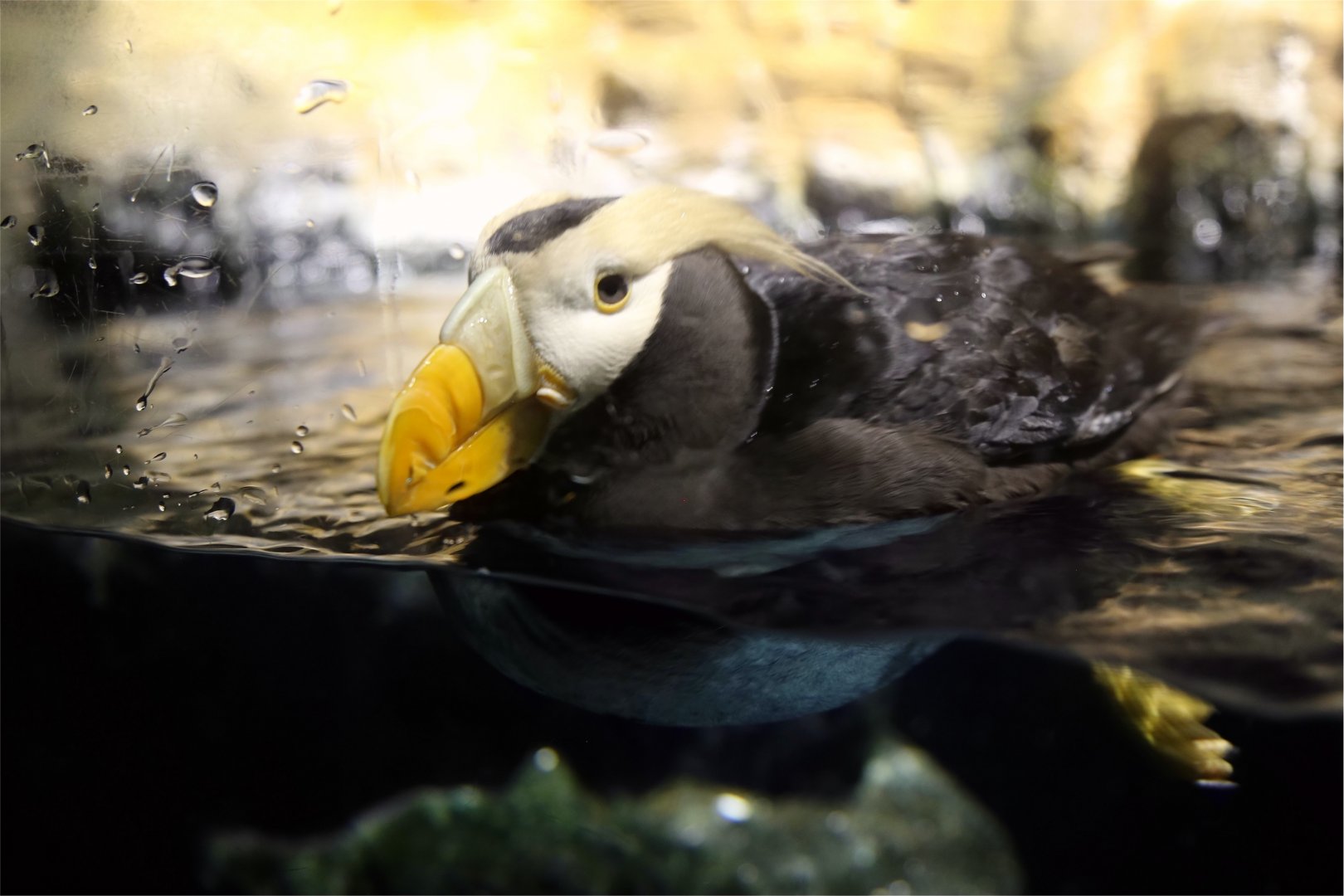 Tufted Puffin (Fratercula cirrhata)