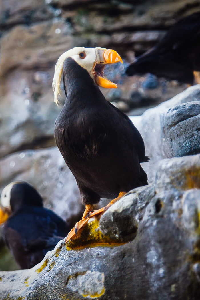 Tufted puffin (Fratercula cirrhata)