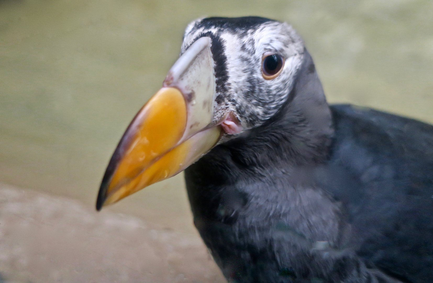 Tufted Puffin (Fratercula cirrhata)