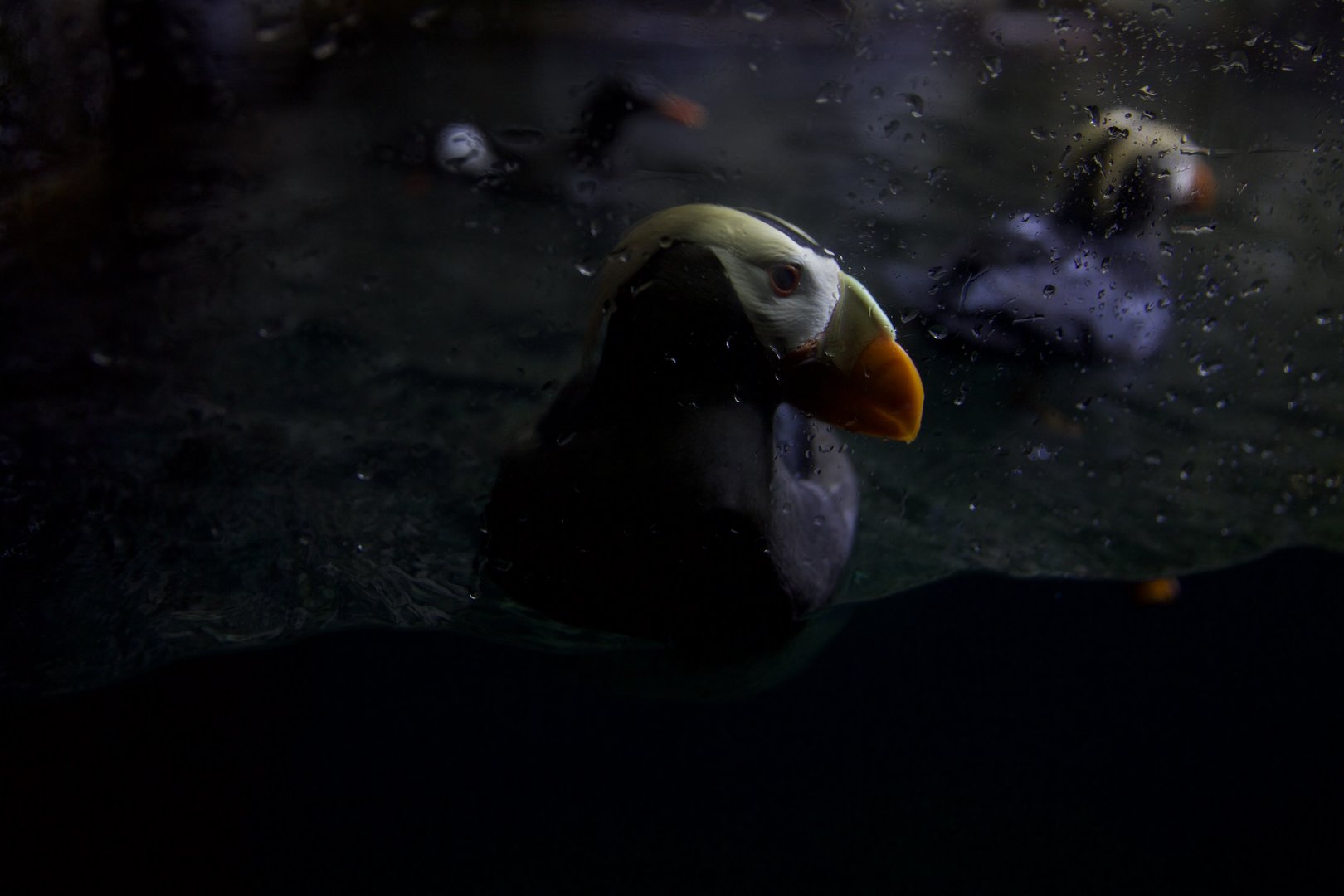 Tufted puffin/ Fratercula cirrhata