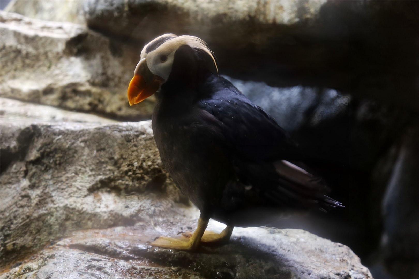 Tufted Puffin (Fratercula cirrhata)