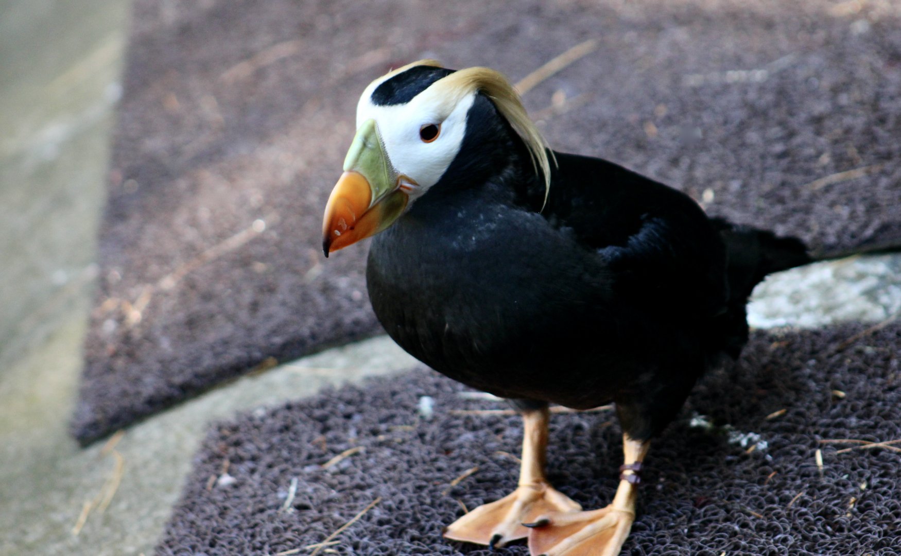 Tufted Puffin (Fratercula cirrhata)