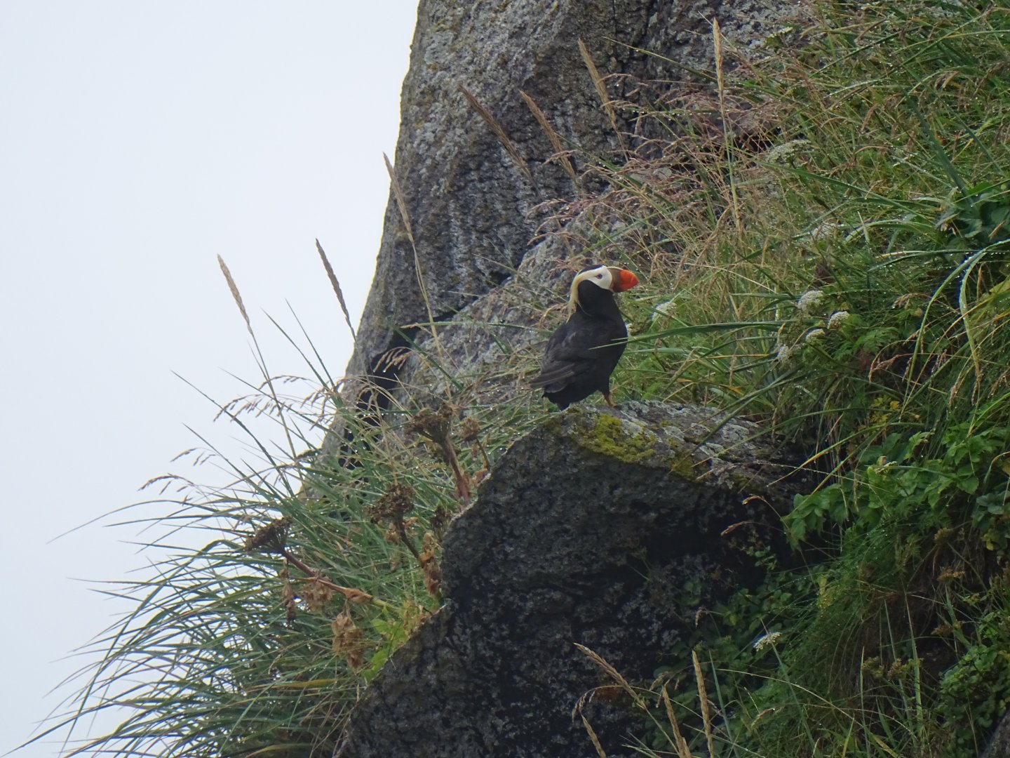 Tufted puffin (Fratercula cirrhata)
