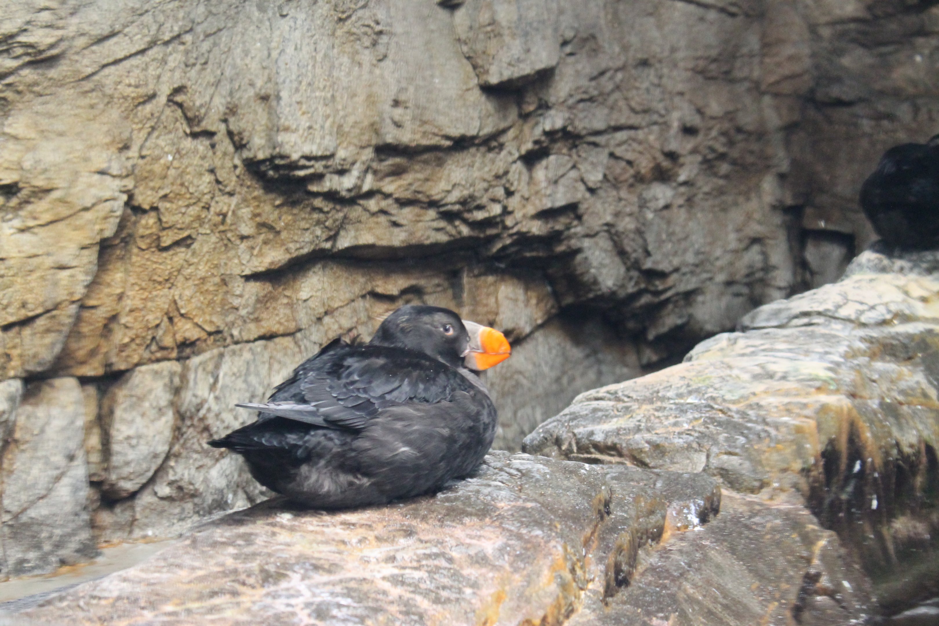 Tufted Puffin (Fratercula cirrhata)