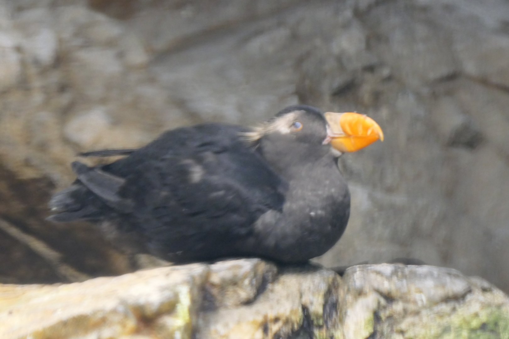 Tufted Puffin (Fratercula cirrhata)