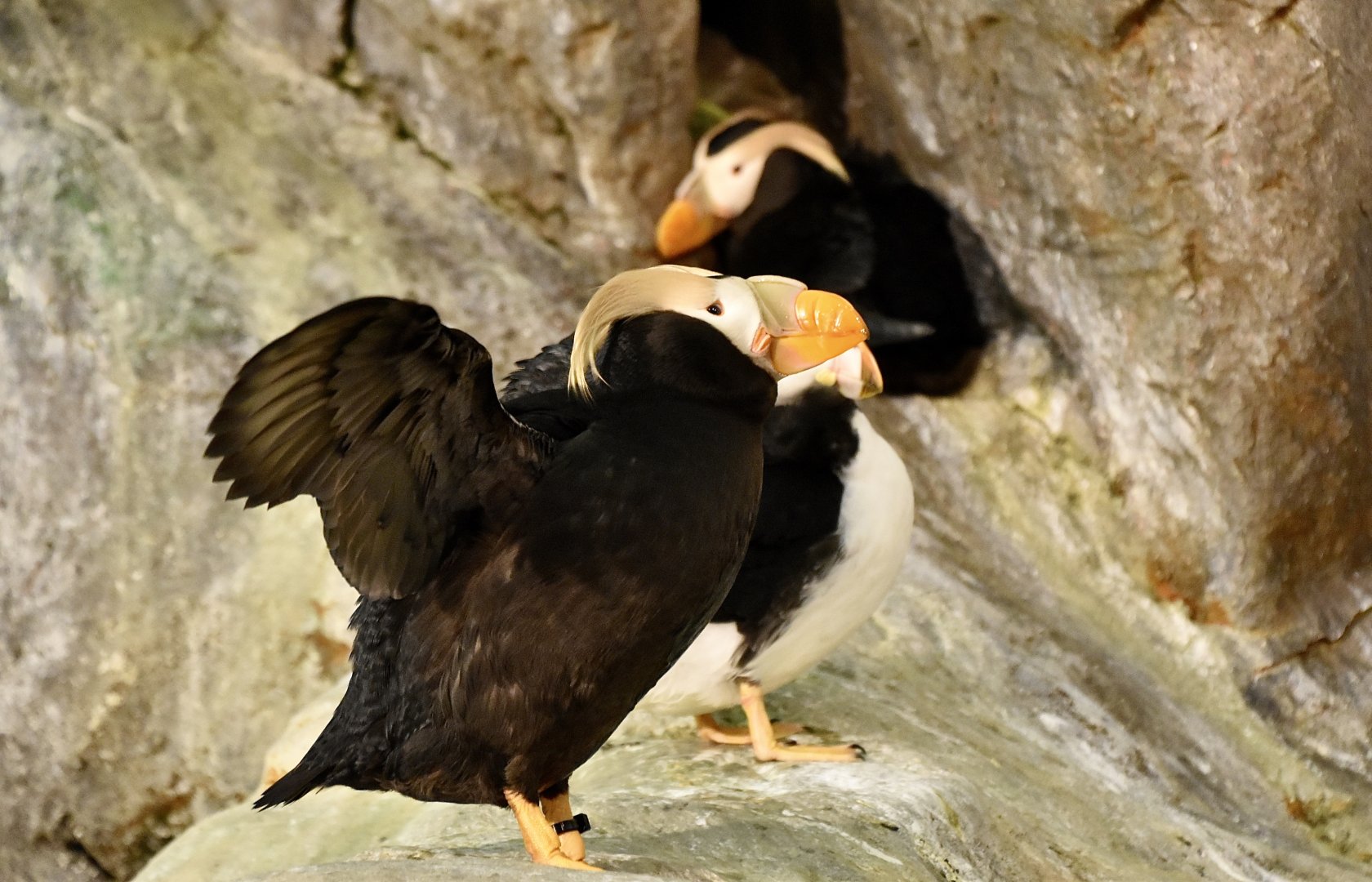 Tufted Puffin (Fratercula cirrhata)