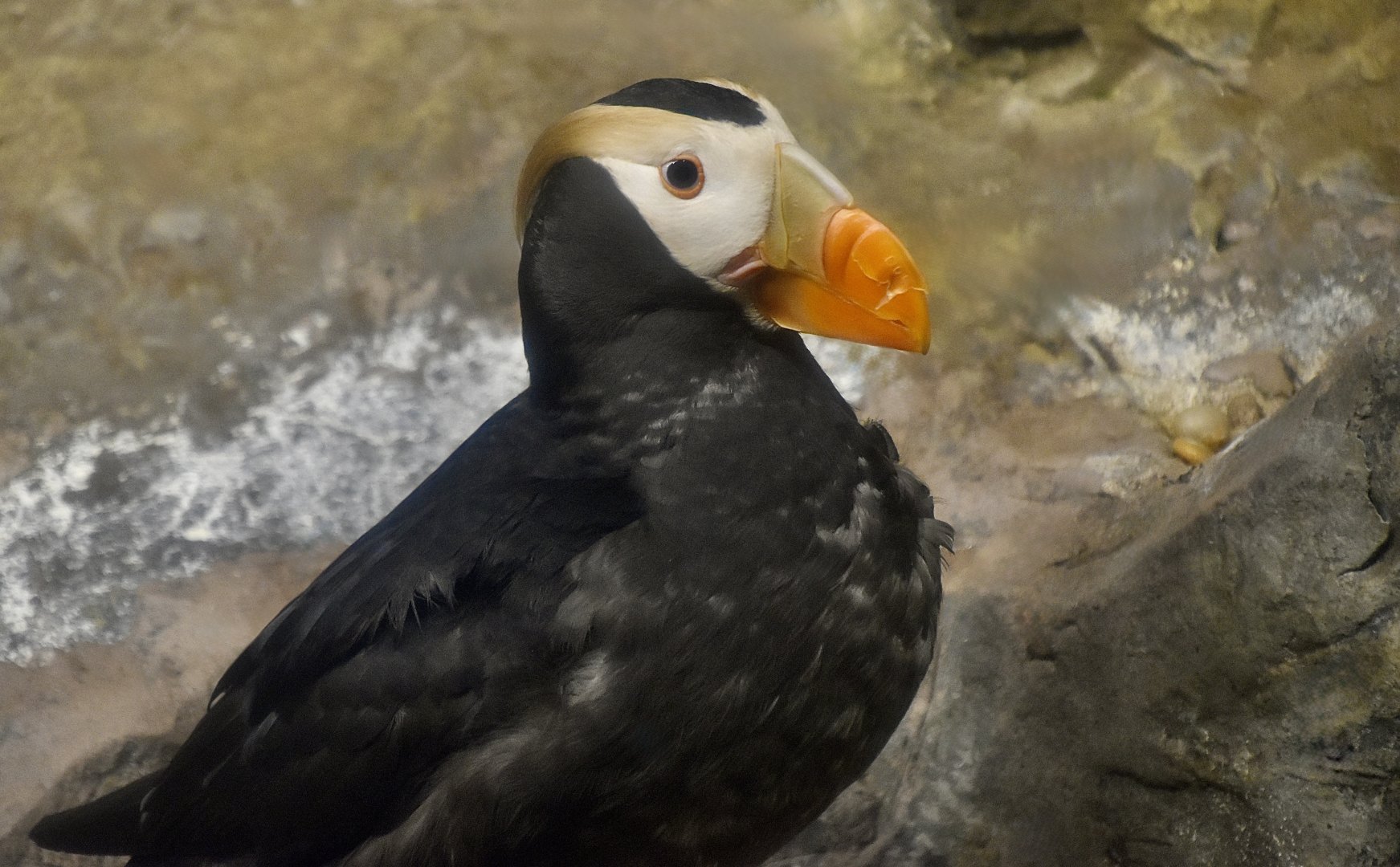 Tufted Puffin (Fratercula cirrhata)