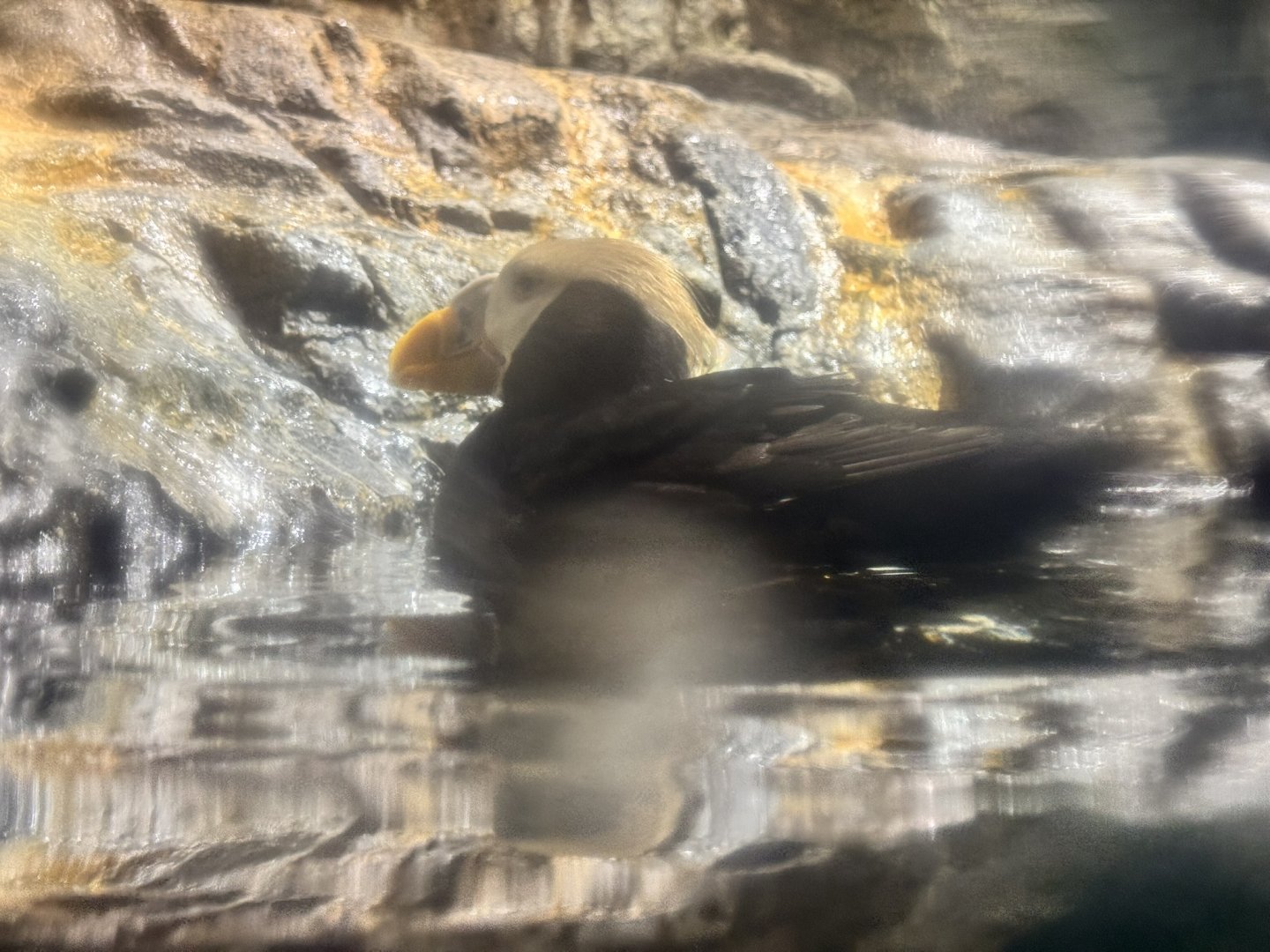 Tufted puffin (Fratercula cirrhata)