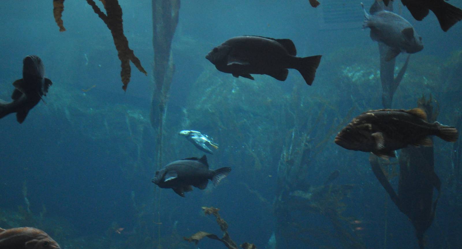 Tufted Puffin from Underwater Viewing Area