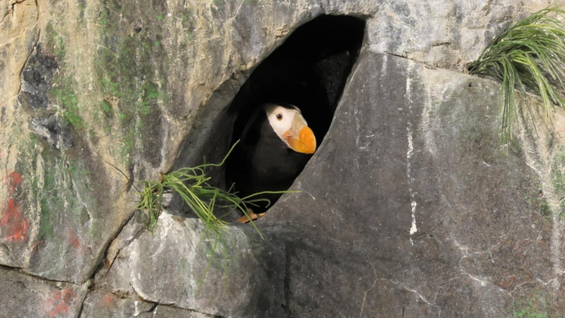 Tufted puffin hanging out in a nest