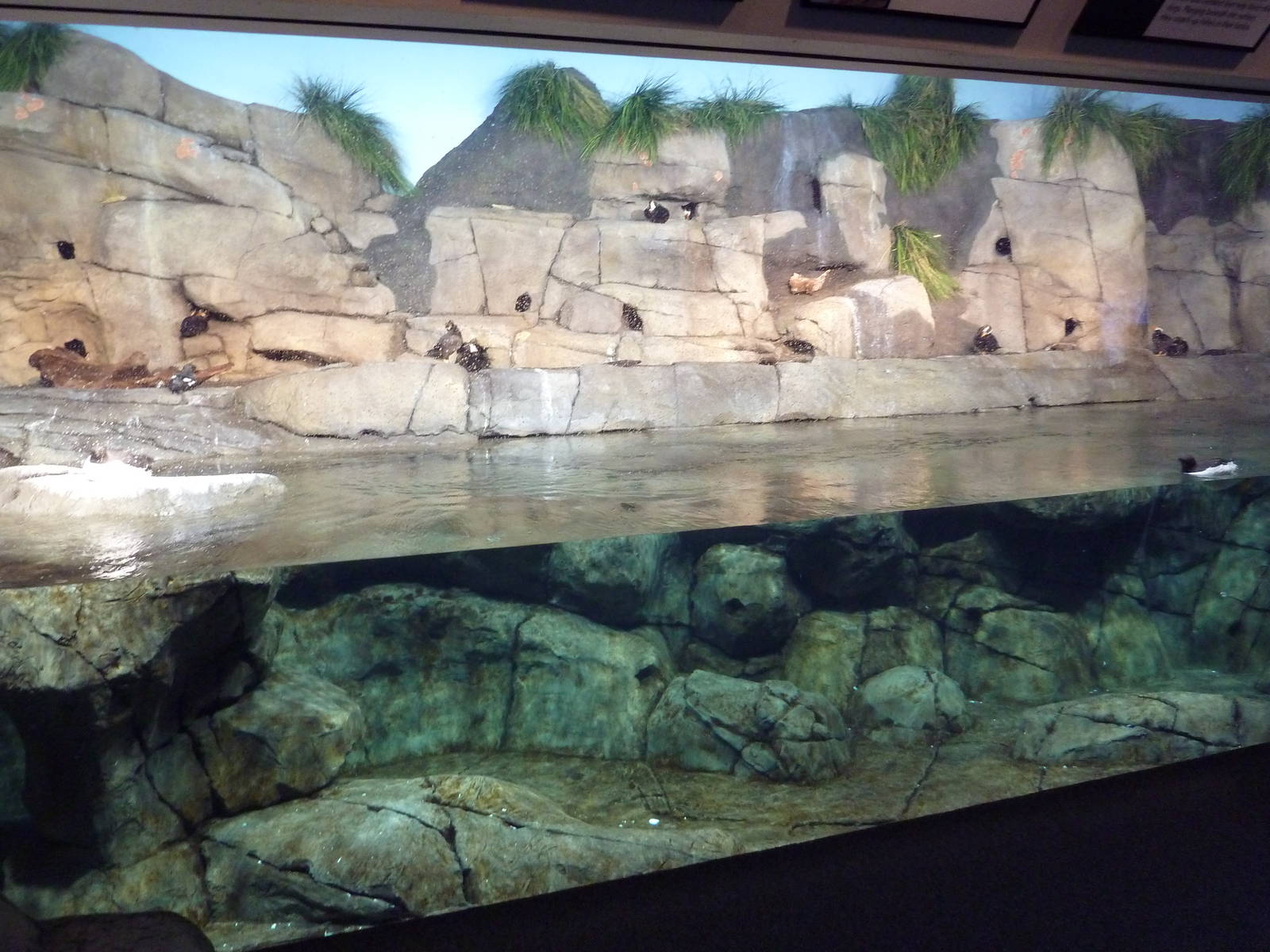 Tufted Puffin/Horned Puffin/Common Murre Exhibit