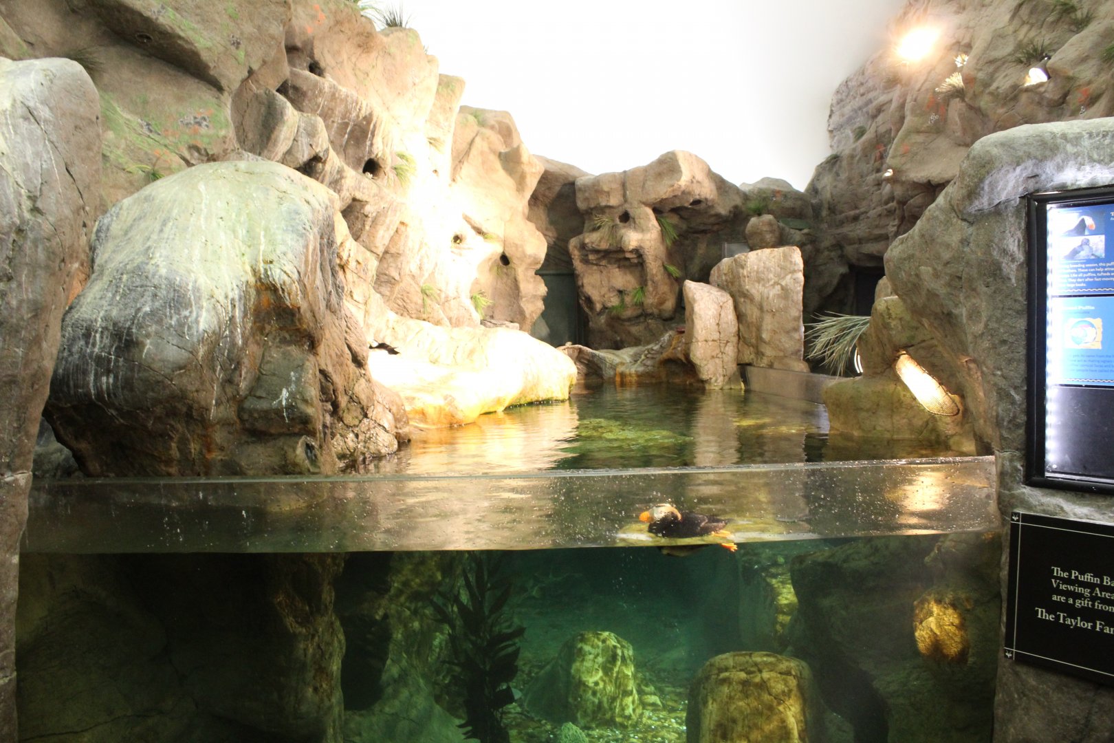 Tufted Puffin & Horned Puffin Exhibit - Penguin and Puffin Coast