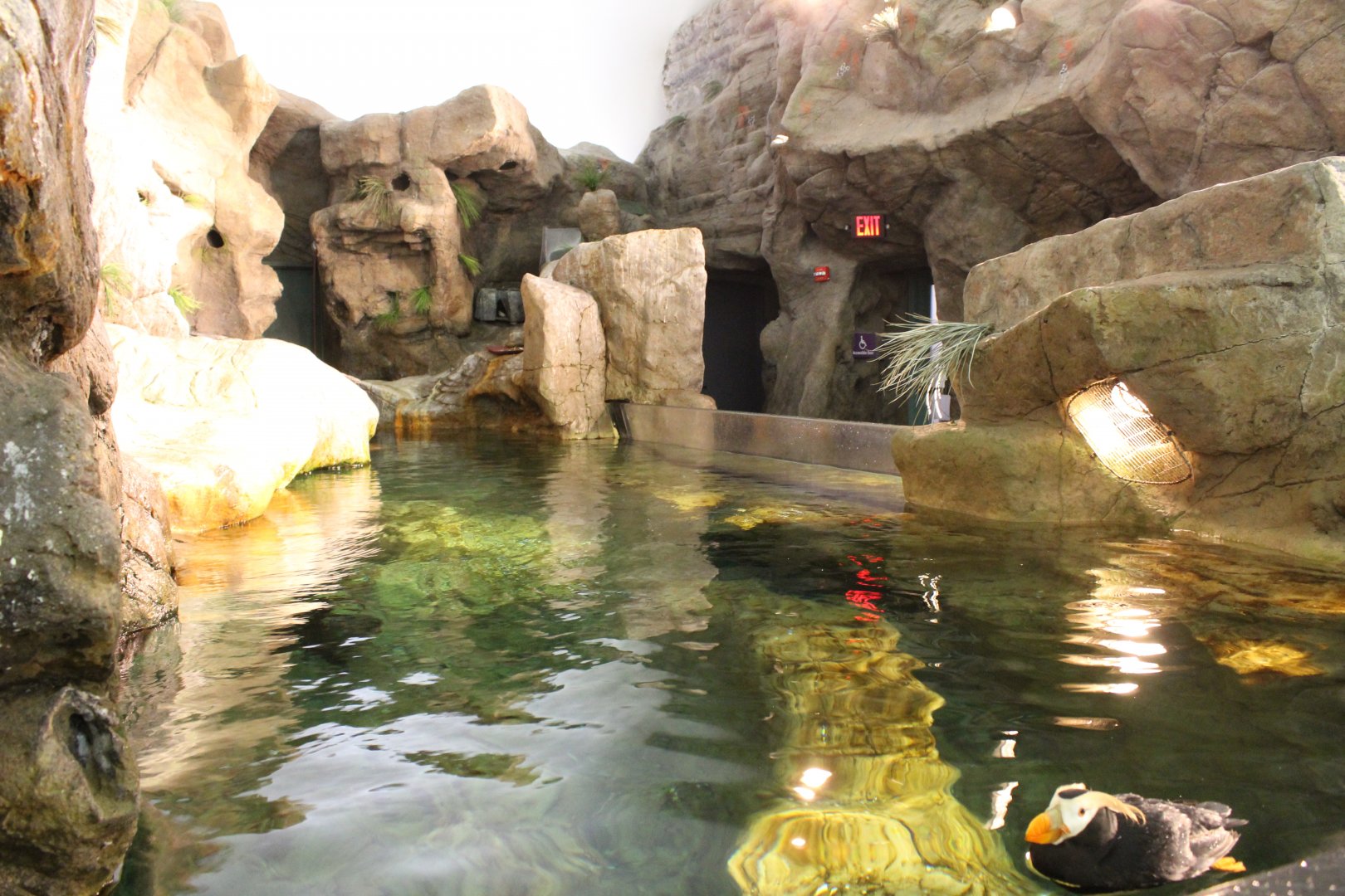 Tufted Puffin & Horned Puffin Exhibit - Penguin and Puffin Coast