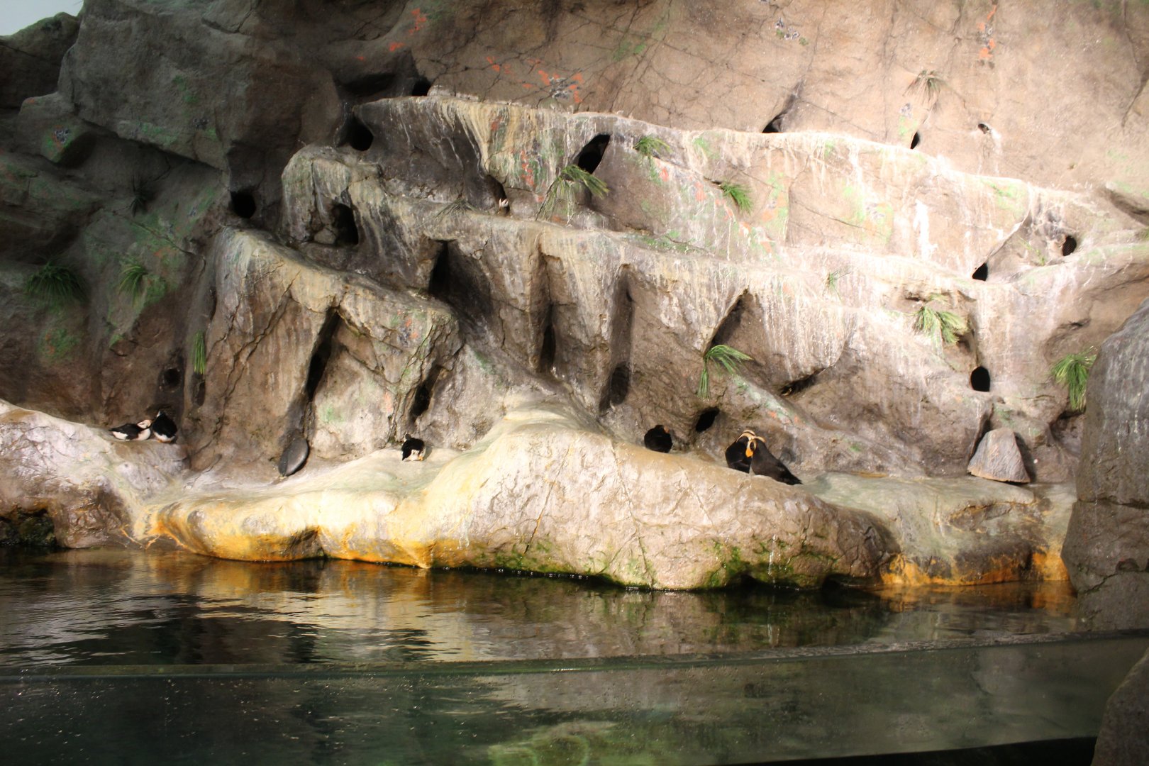 Tufted Puffin & Horned Puffin Exhibit - Penguin and Puffin Coast