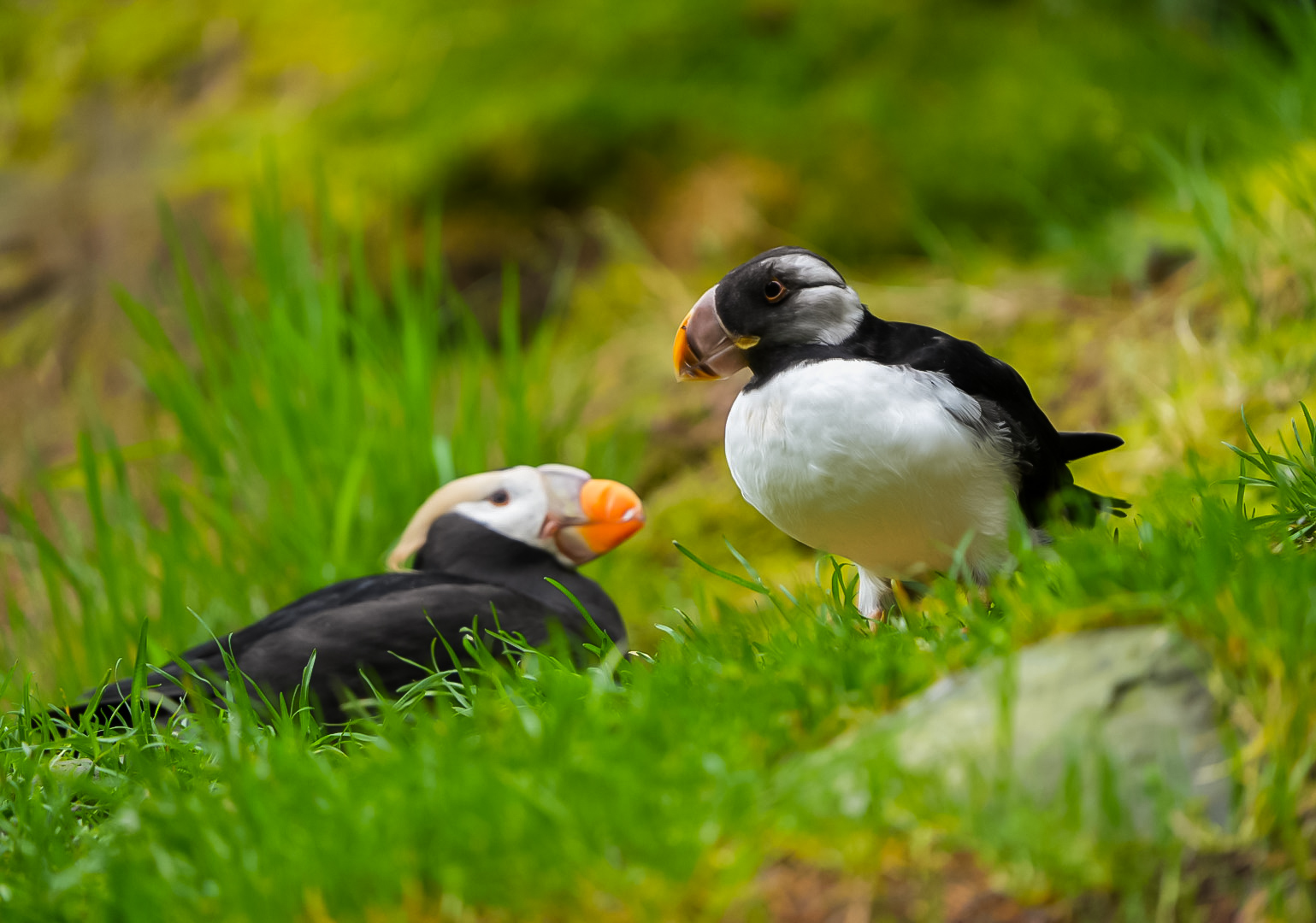 Tufted Puffin & Horned Puffin