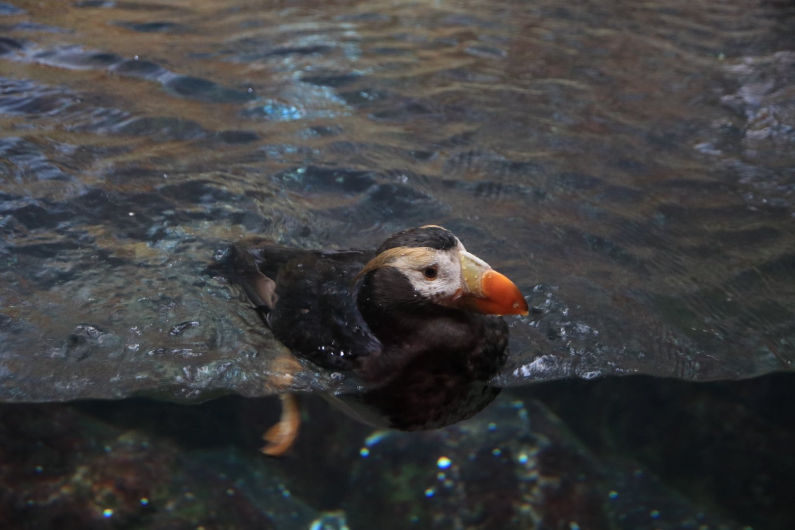 Tufted puffin (June 2019)