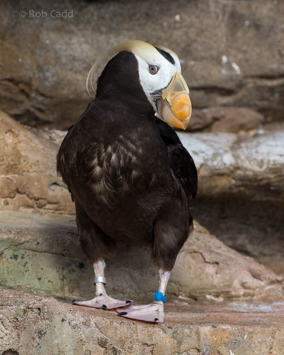 Tufted puffin : Living Coasts : 24 Sep 2015