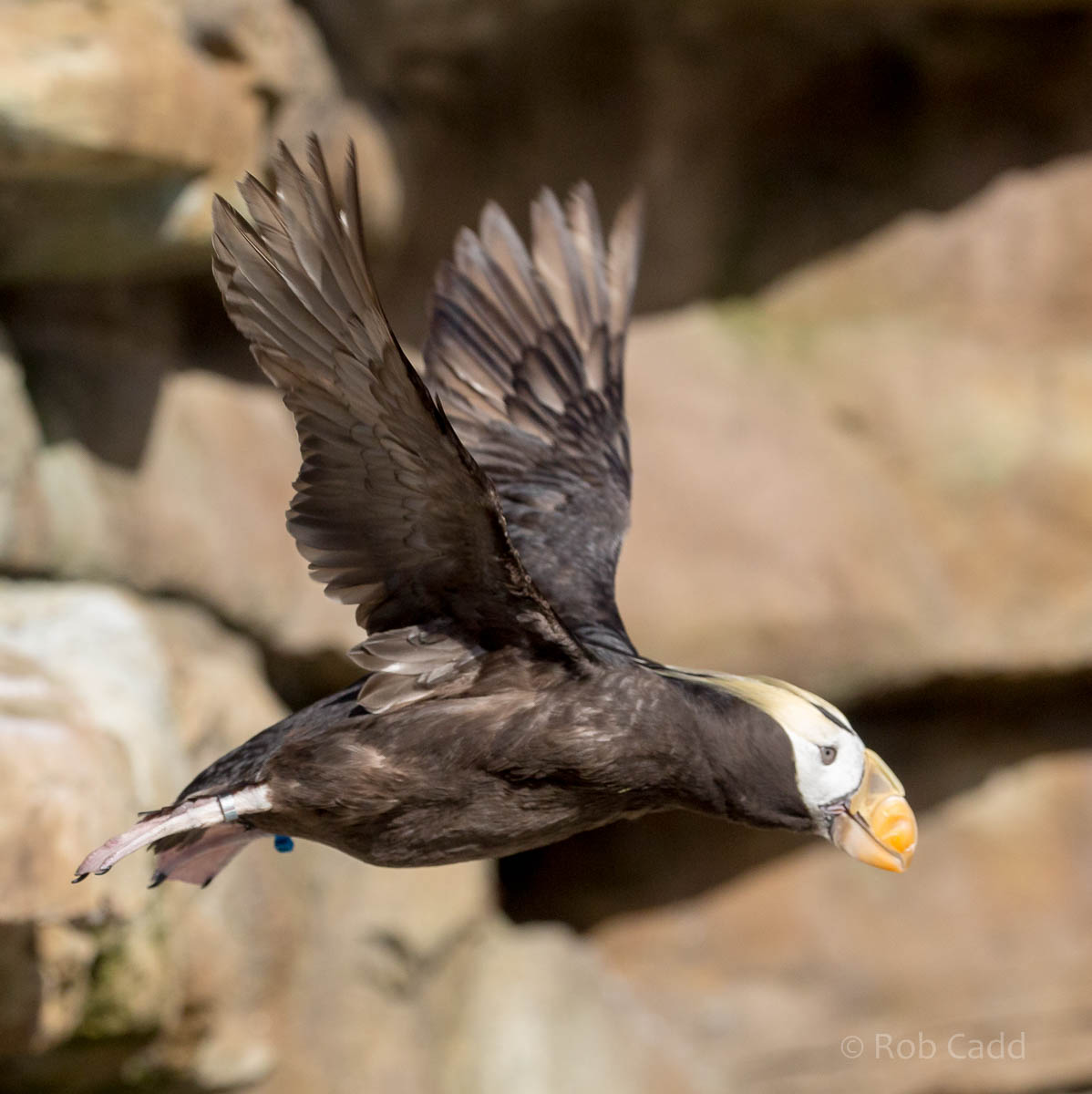 Tufted puffin : Living Coasts : 24 Sep 2015