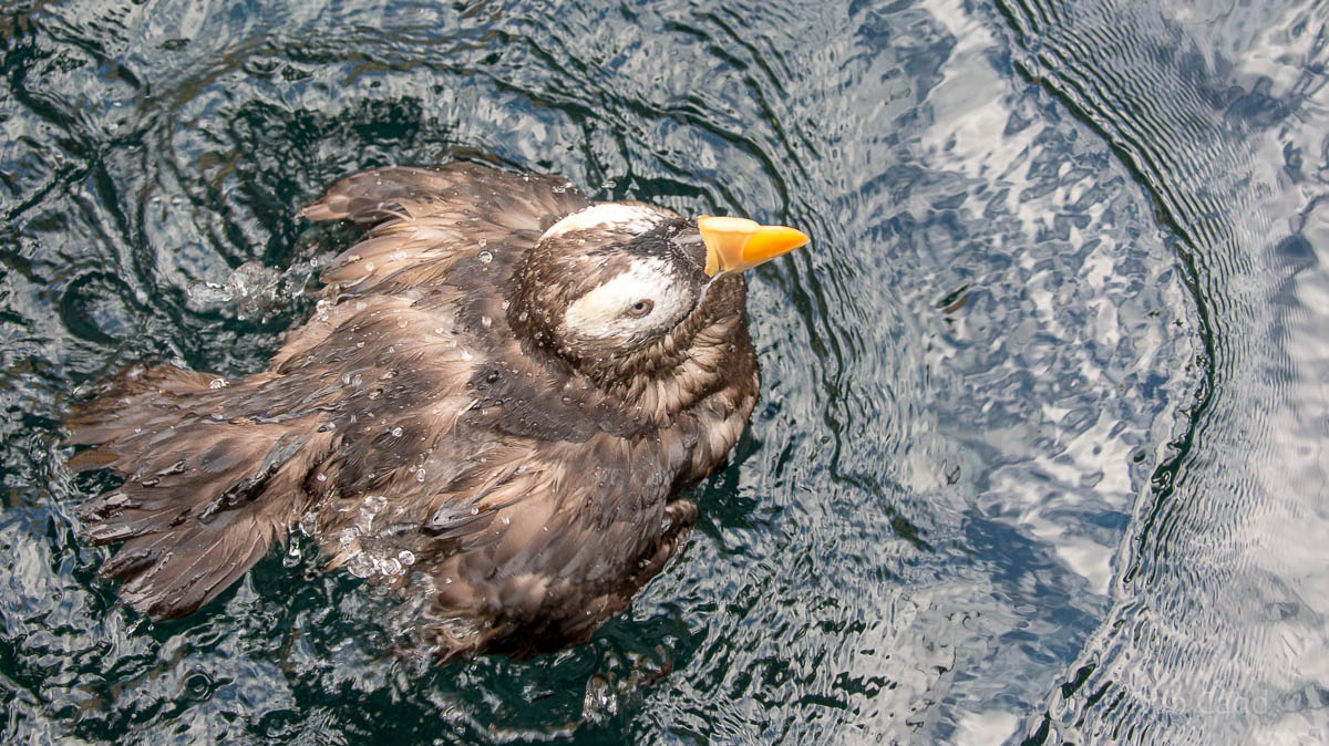 Tufted puffin : Living Coasts : 24 Sep 2015