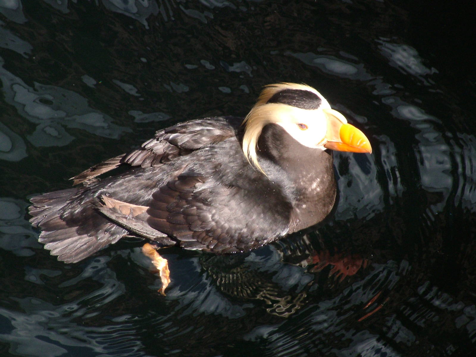 Tufted Puffin (Lunda cirrhata) at Living Coasts