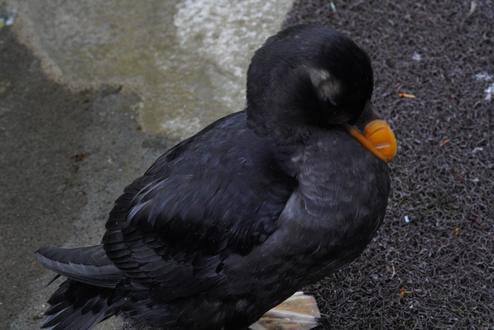Tufted Puffin (non-breeding dress)
