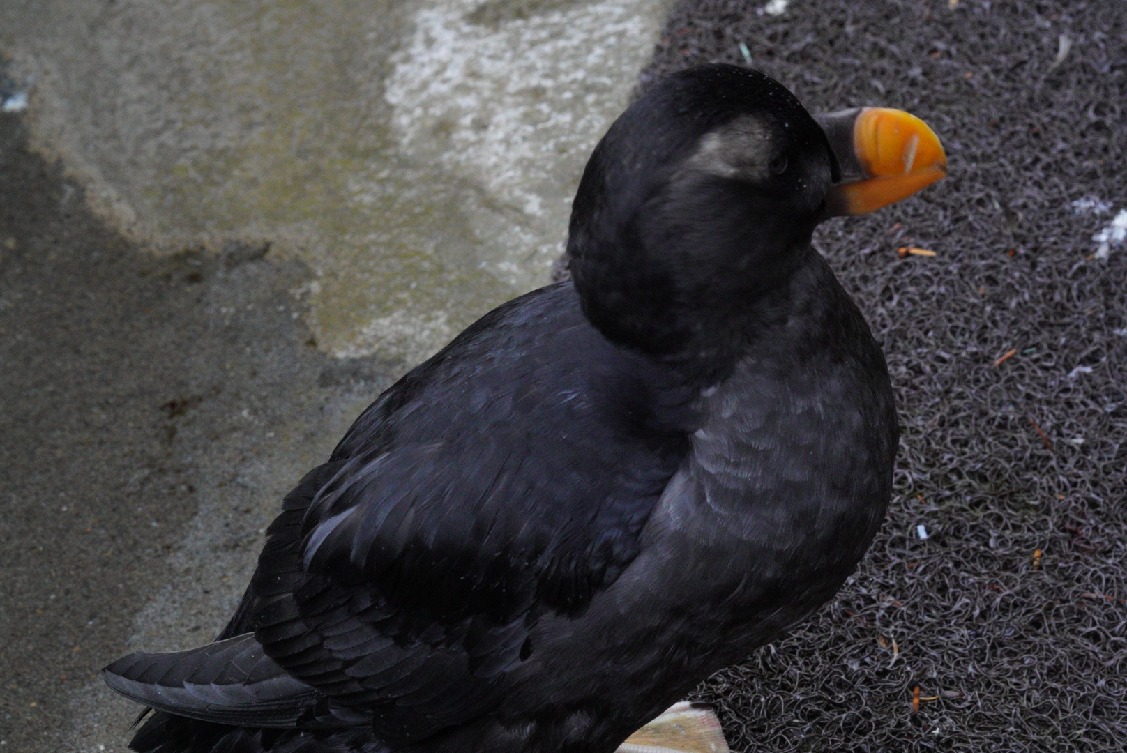 Tufted Puffin (non-breeding dress)