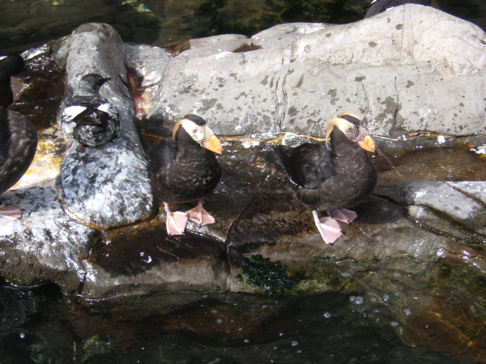 Tufted Puffin`s