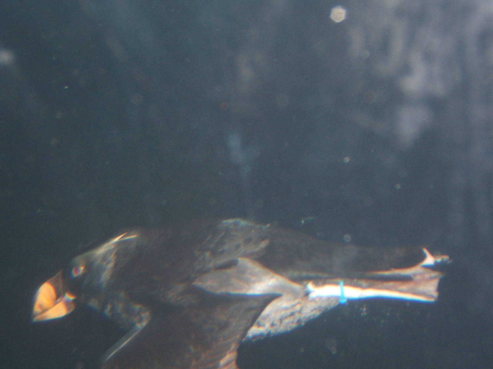 Tufted Puffin underwater at Living Coasts