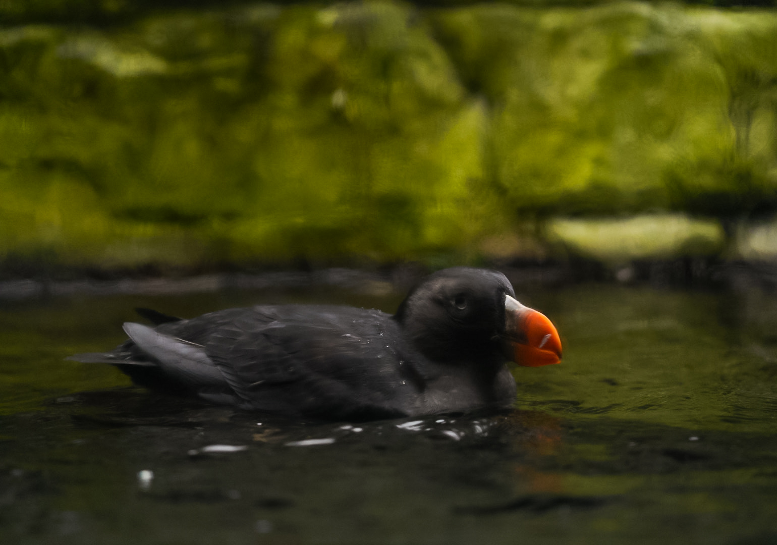 Tufted Puffin (Winter Plumage)
