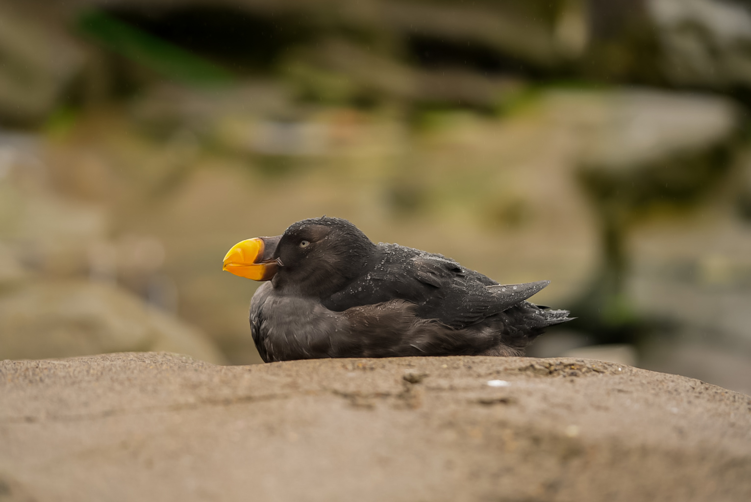 Tufted Puffin (winter plumage)