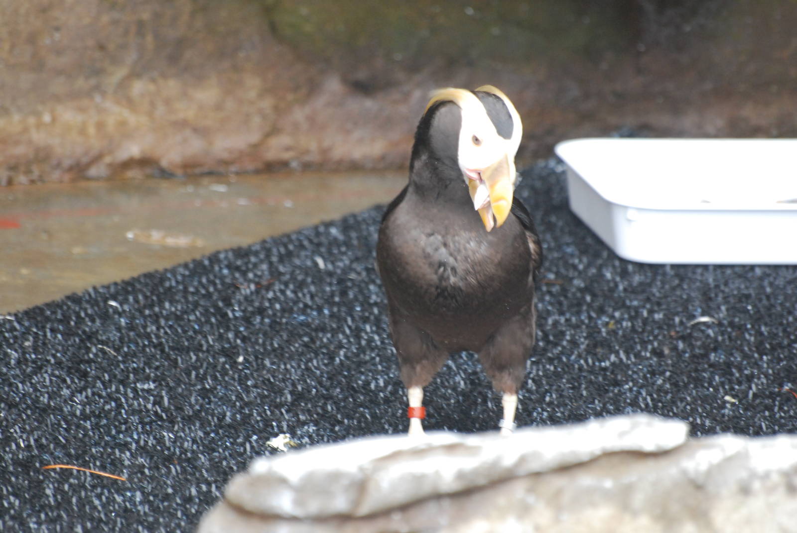 Tufted puffin