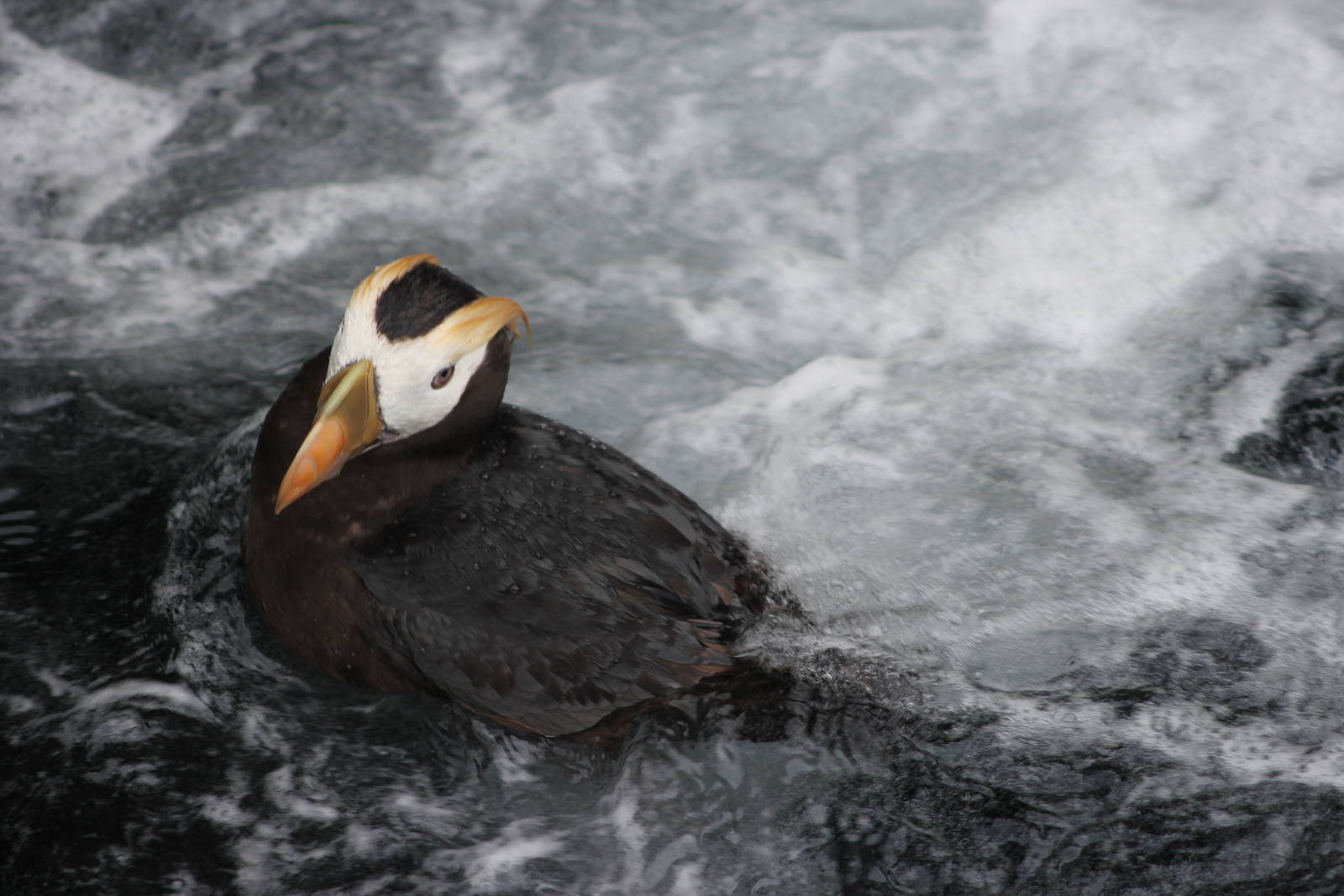 Tufted puffin