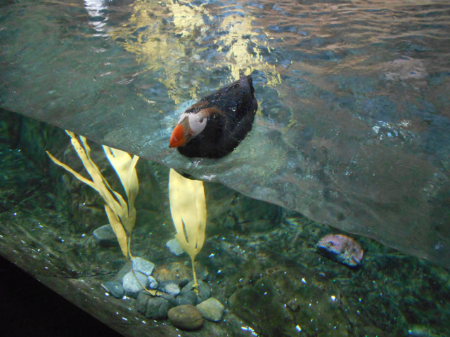 Tufted puffin